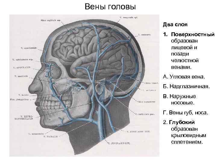 Вены головы Два слоя 1. Поверхностный образован лицевой и позади челюстной венами. А. Угловая