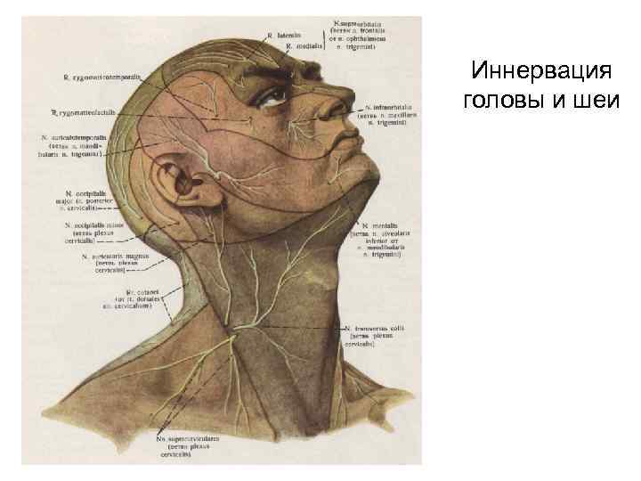 Иннервация головы и шеи 