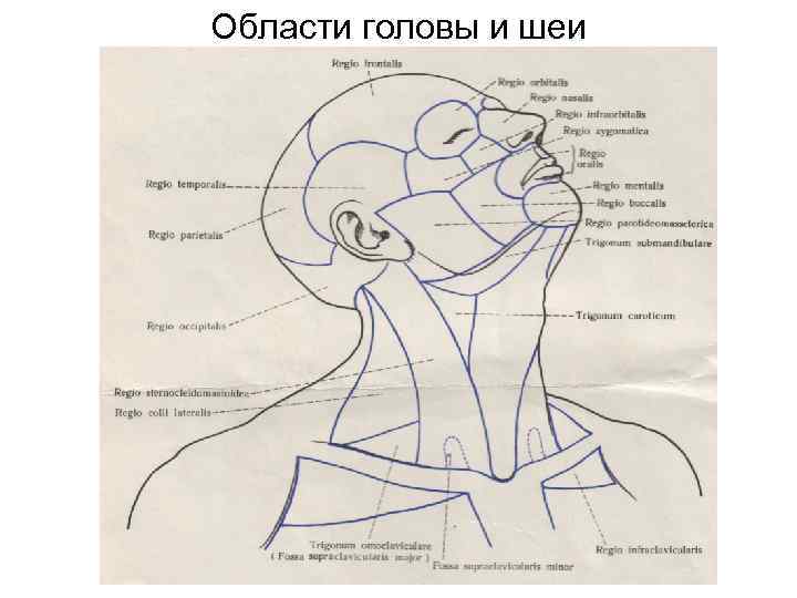 Области головы и шеи 