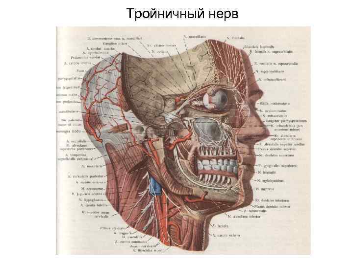 Тройничный нерв 