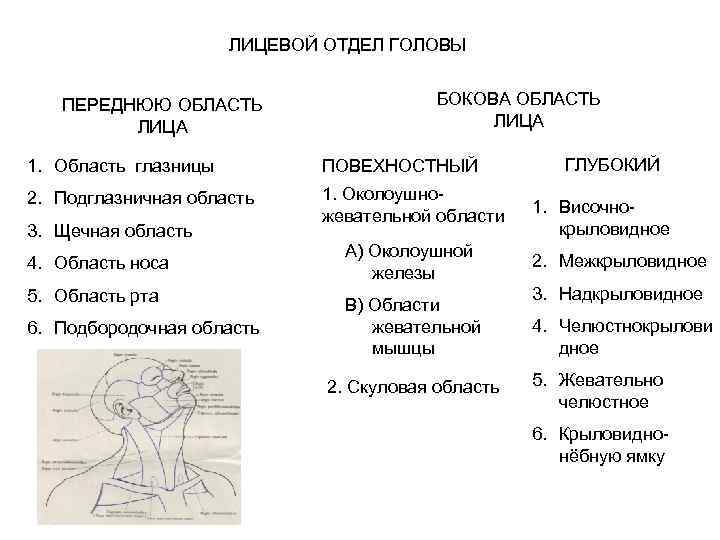 ЛИЦЕВОЙ ОТДЕЛ ГОЛОВЫ ПЕРЕДНЮЮ ОБЛАСТЬ ЛИЦА БОКОВА ОБЛАСТЬ ЛИЦА 1. Область глазницы ПОВЕХНОСТНЫЙ 2.