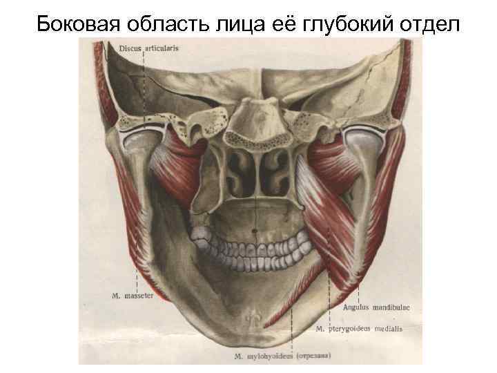 Боковая область лица её глубокий отдел 