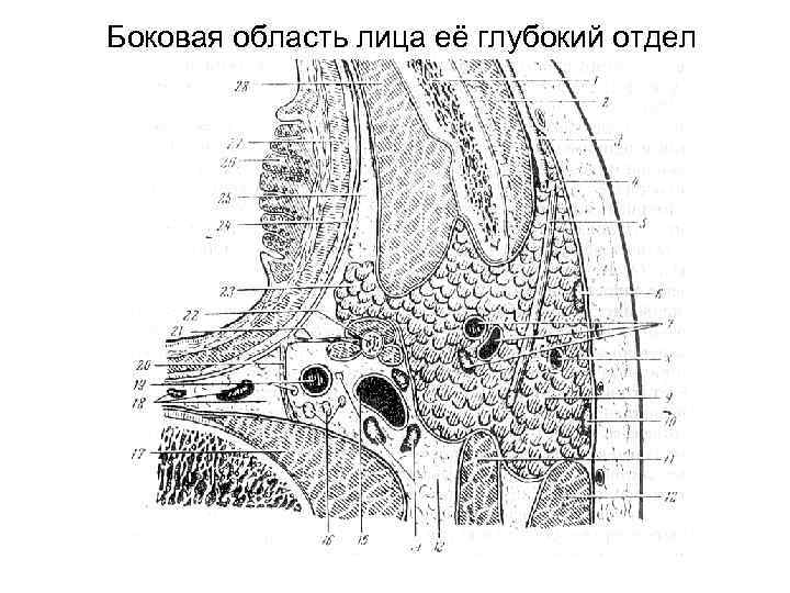 Боковая область лица её глубокий отдел 