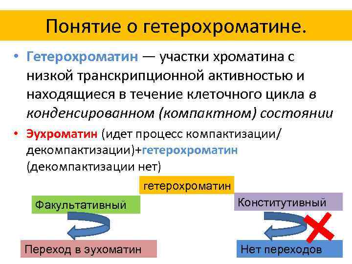 Понятие о гетерохроматине. • Гетерохроматин — участки хроматина с низкой транскрипционной активностью и находящиеся