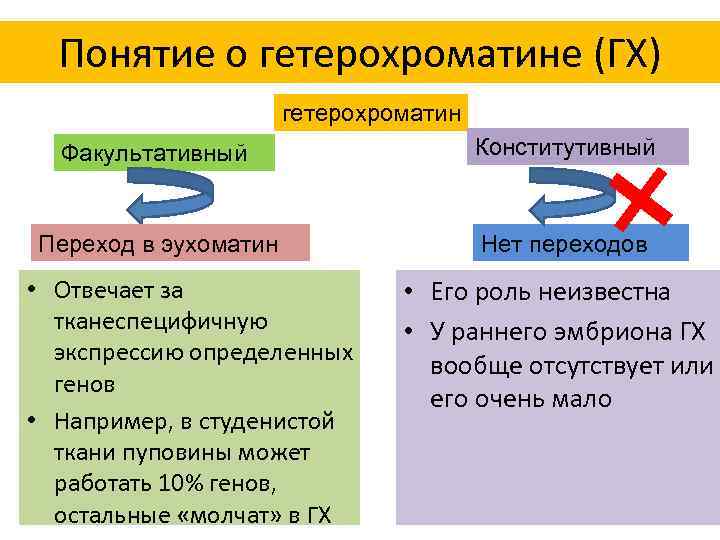 Понятие о гетерохроматине (ГХ) гетерохроматин Факультативный Конститутивный Переход в эухоматин Нет переходов • Отвечает