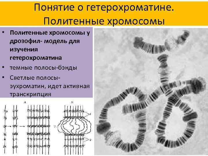 Понятие о гетерохроматине. Политенные хромосомы • Политенные хромосомы у дрозофил- модель для изучения гетерохроматина