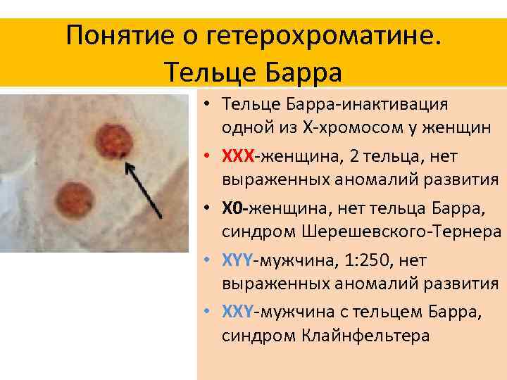 Понятие о гетерохроматине. Тельце Барра • Тельце Барра-инактивация одной из Х-хромосом у женщин •