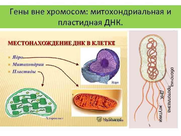 Гены вне хромосом: митохондриальная и пластидная ДНК. 