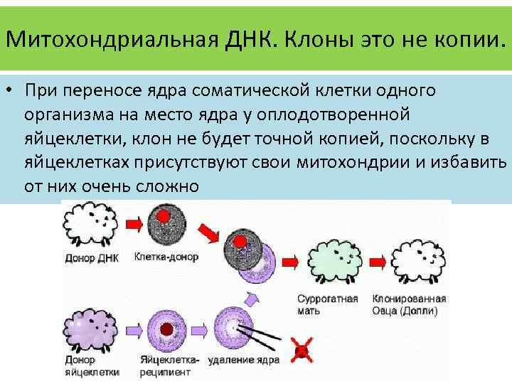 Клеточные и днк процессоры это