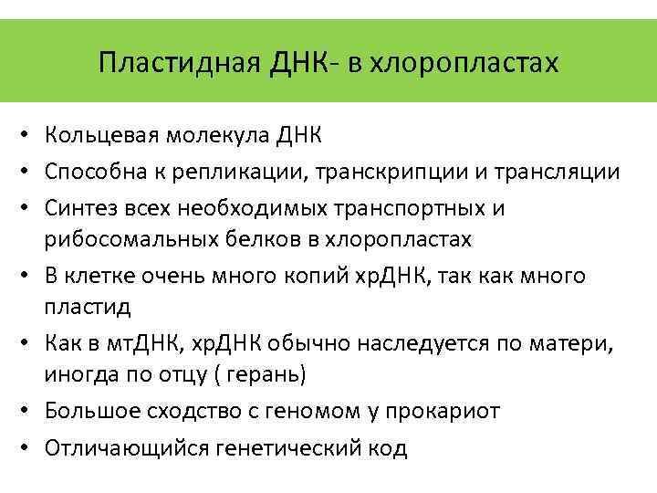 Пластидная ДНК- в хлоропластах • Кольцевая молекула ДНК • Способна к репликации, транскрипции и