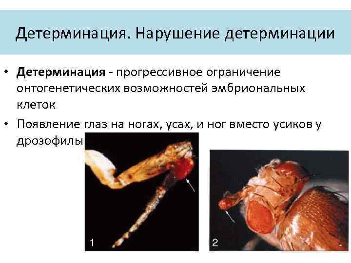 Детерминация. Нарушение детерминации • Детерминация - прогрессивное ограничение онтогенетических возможностей эмбриональных клеток • Появление