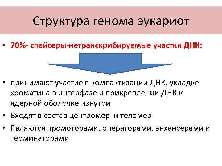 Структура генома эукариот • 70%- спейсеры-нетранскрибируемые участки ДНК: • принимают участие в компактизации ДНК,