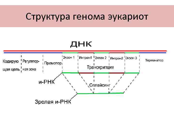 Структура генома эукариот 