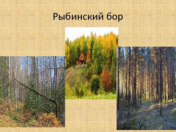 Проект природа красноярского края