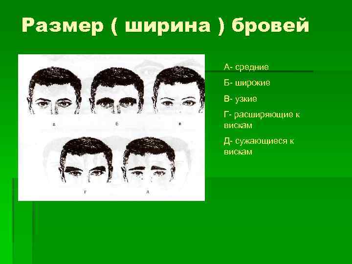 Размер ( ширина ) бровей А- средние Б- широкие В- узкие Г- расширяющие к