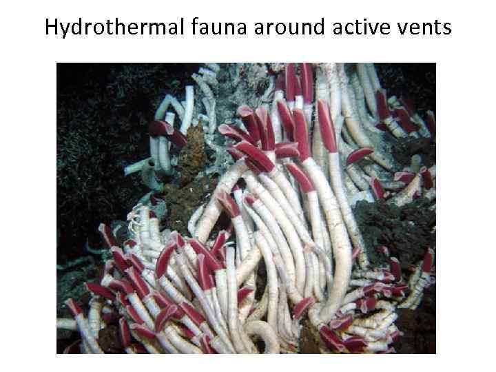 Hydrothermal fauna around active vents 