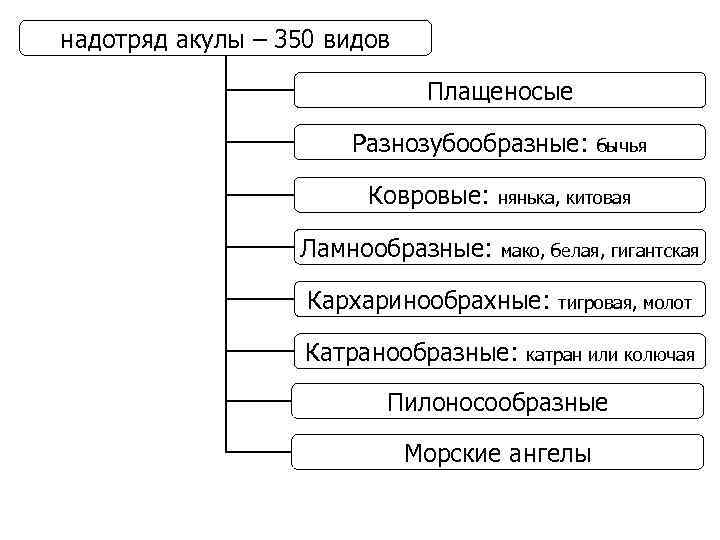 надотряд акулы – 350 видов Плащеносые Разнозубообразные: Ковровые: Ламнообразные: бычья нянька, китовая мако, белая,