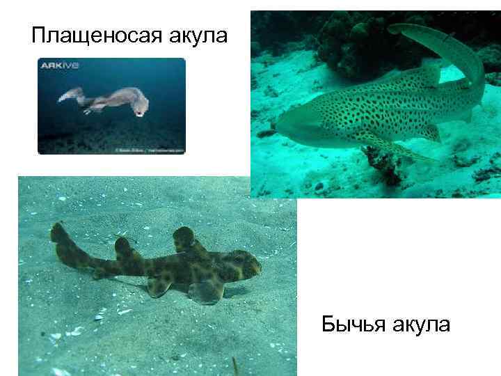 Плащеносая акула Бычья акула 