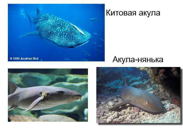 Китовая акула Акула-нянька 