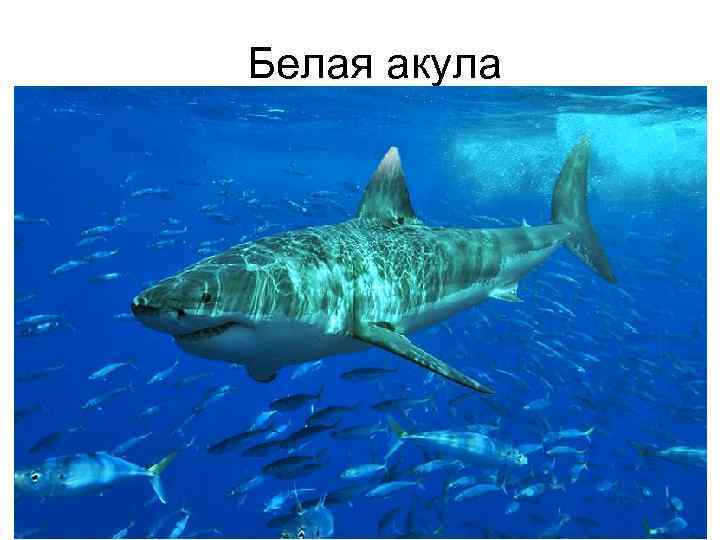 Белая акула 