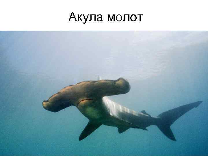 Акула молот 
