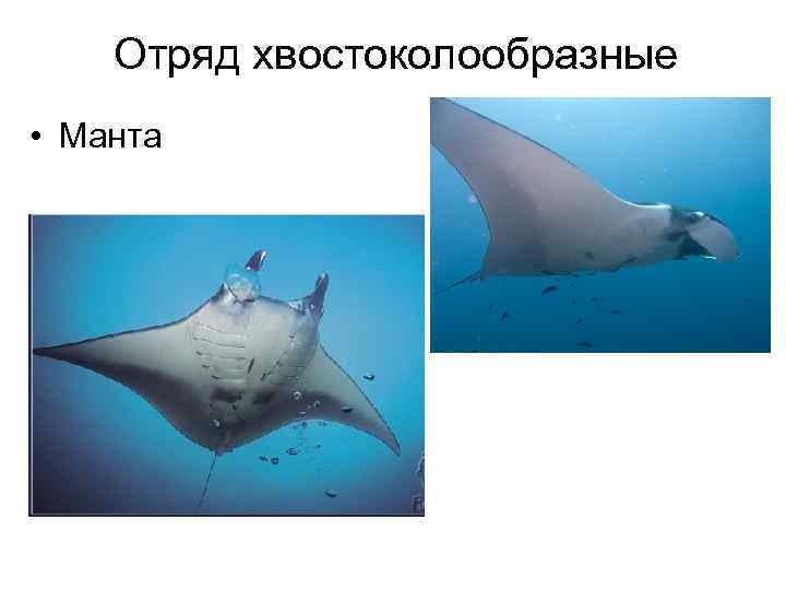 Отряд хвостоколообразные • Манта 