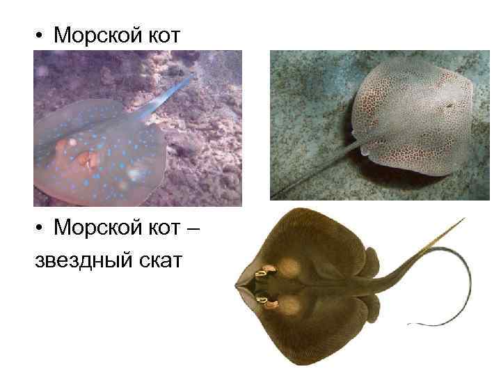  • Морской кот – звездный скат 