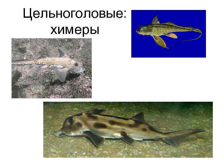 Цельноголовые: химеры 