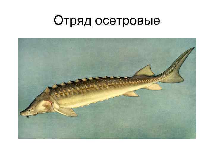 Отряд осетровые 