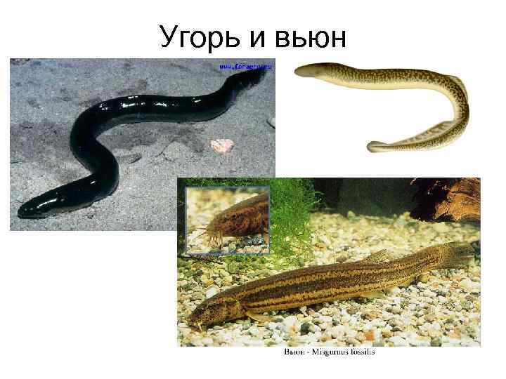 Угорь и вьюн 