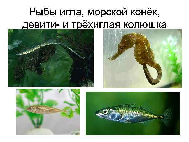 Рыбы игла, морской конёк, девити- и трёхиглая колюшка 