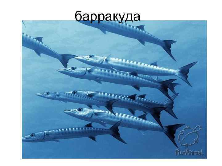 барракуда 