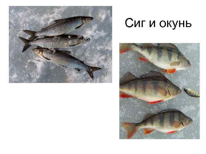 Сиг и окунь 
