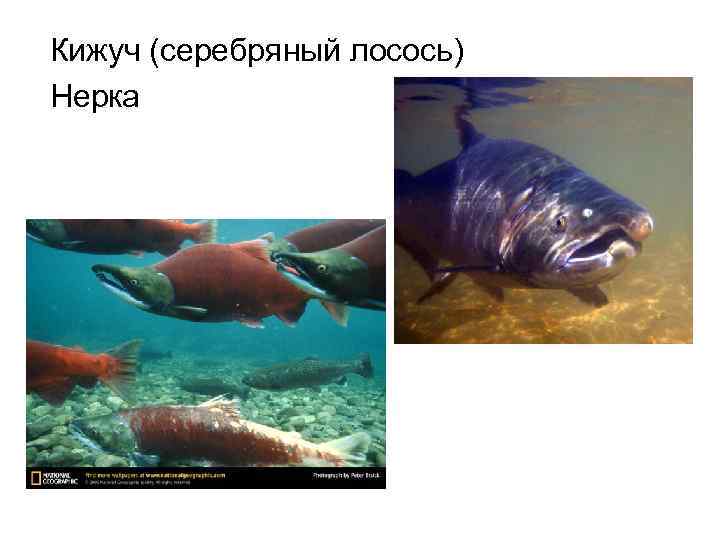 Кижуч (серебряный лосось) Нерка 