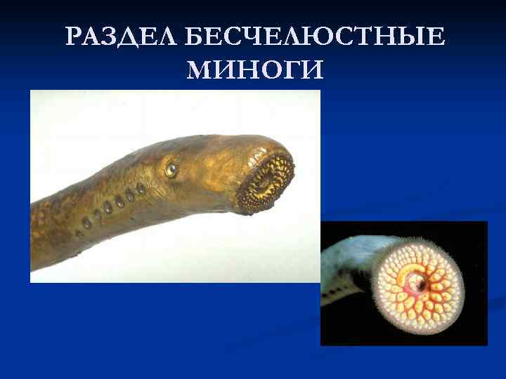 РАЗДЕЛ БЕСЧЕЛЮСТНЫЕ МИНОГИ 