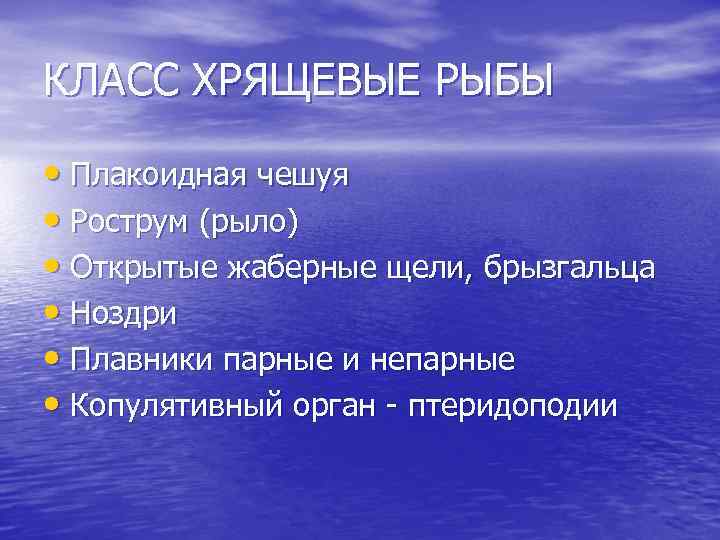КЛАСС ХРЯЩЕВЫЕ РЫБЫ • Плакоидная чешуя • Рострум (рыло) • Открытые жаберные щели, брызгальца