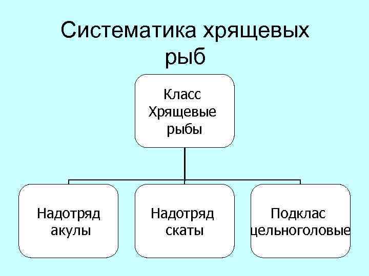 Завершите схему рыбы класс хрящевые