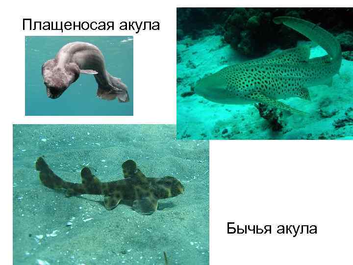 Плащеносая акула Бычья акула 