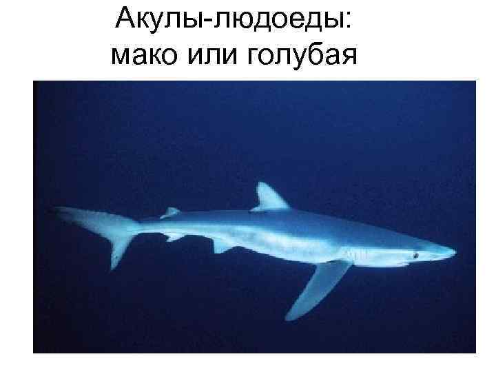 Акулы-людоеды: мако или голубая 
