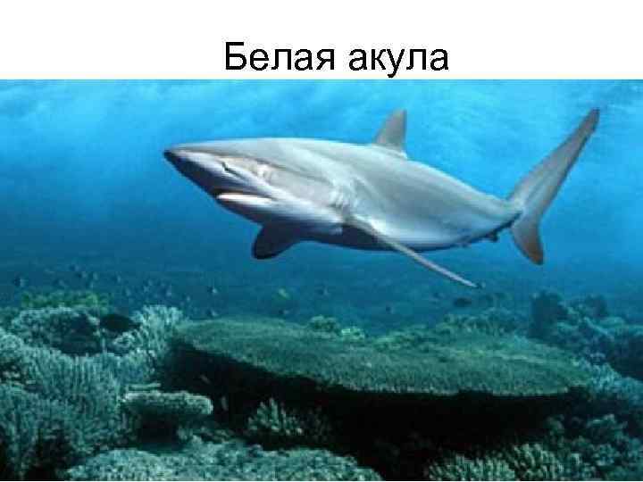 Белая акула 