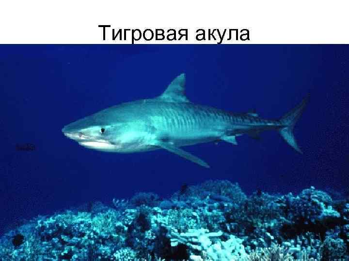Тигровая акула 