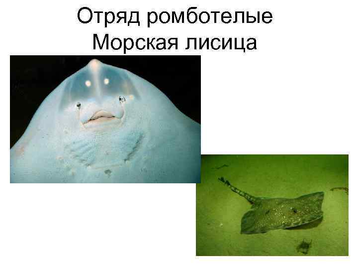 Отряд ромботелые Морская лисица 