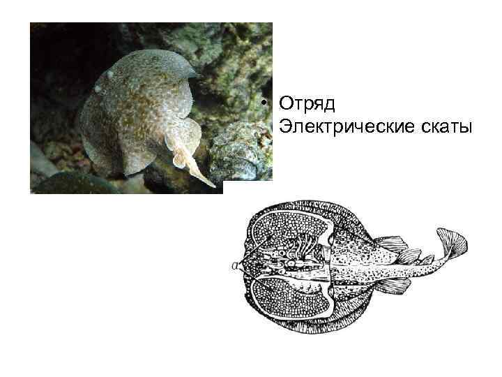  • Отряд Электрические скаты 