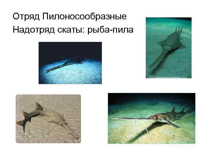 Отряд Пилоносообразные Надотряд скаты: рыба-пила 