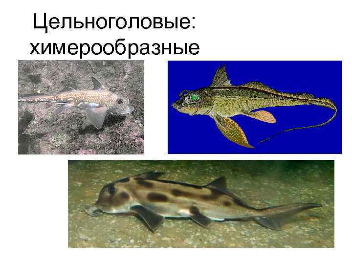 Цельноголовые: химерообразные 