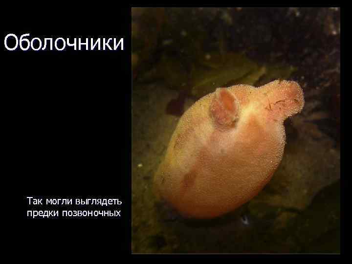 Оболочники Так могли выглядеть предки позвоночных 