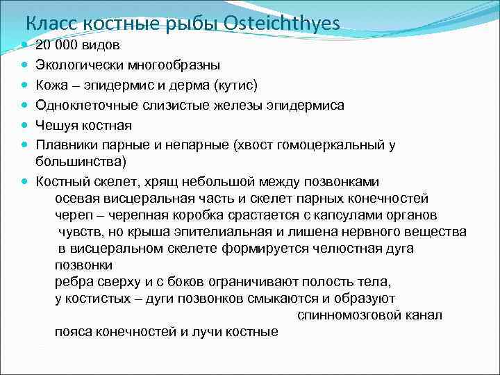 Класс костные рыбы Osteichthyes 20 000 видов Экологически многообразны Кожа – эпидермис и дерма