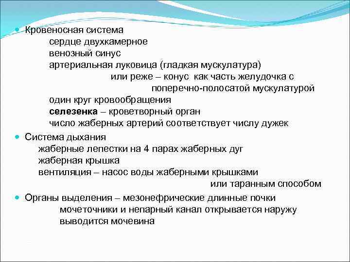  Кровеносная система сердце двухкамерное венозный синус артериальная луковица (гладкая мускулатура) или реже –