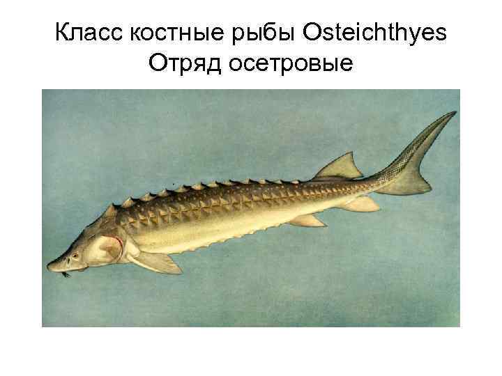 Класс костные рыбы Osteichthyes Отряд осетровые 