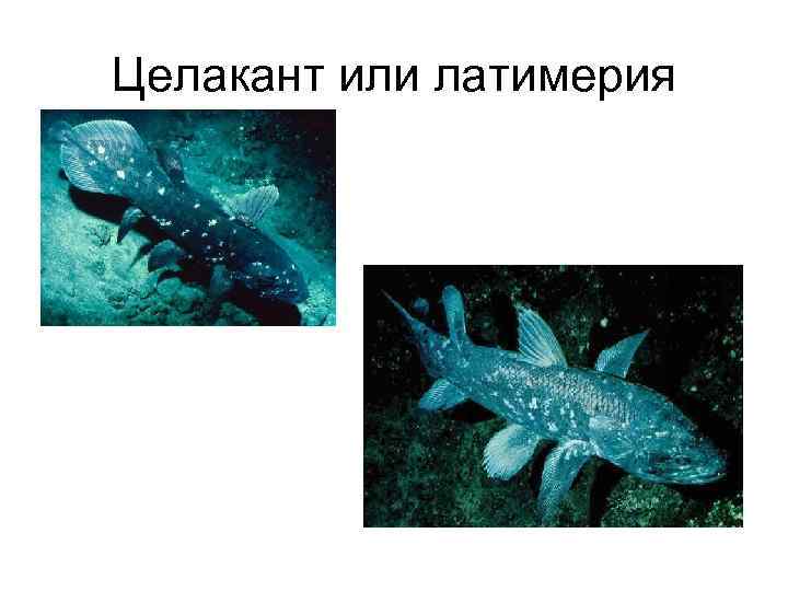 Целакант или латимерия 